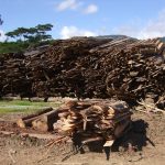Les dosses de bois aprÃ¨s le sciage des grumes.